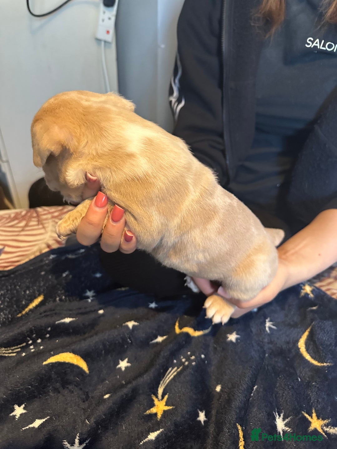 American Bully dogs for sale: ABKC REGISTERED Pocket Exotic/Extreme Bully PUPS! - Image 21