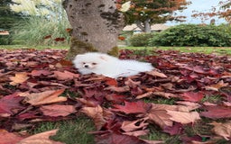 Pomeranian dogs for sale: ** Pomeranian/700g-11 week Champion EU Bloodline  - Image 6