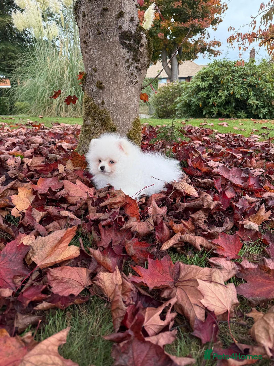 Pomeranian dogs for sale: ** Pomeranian/700g-11 week Champion EU Bloodline  - Image 6