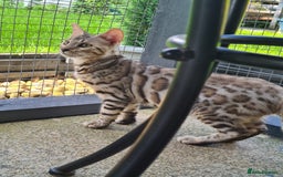 Bengal cats for sale: 2  Tica Pedigree Male Bengals. - Image 7