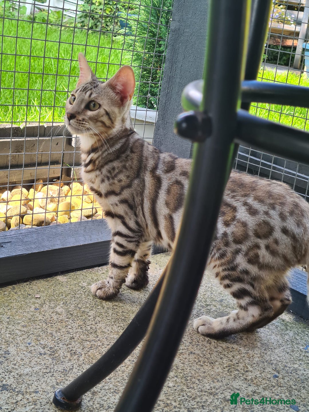 Bengal cats for sale: 2  Tica Pedigree Male Bengals. - Image 7