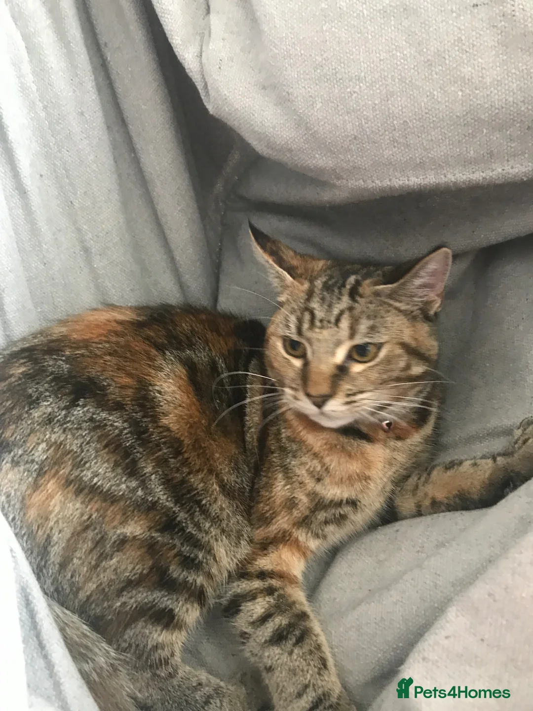 Bengal cats for sale: Beautiful bengal cross kittens  - Advert 2