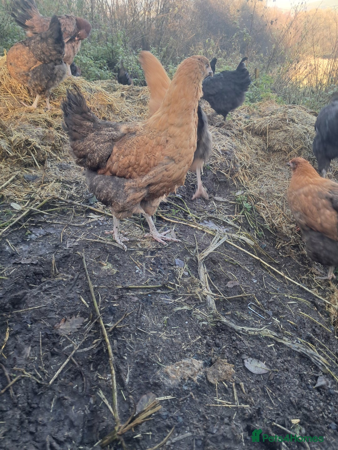 Chickens poultry for sale: POINT OF LAY PULLETS AVAILABLE  - Advert 16
