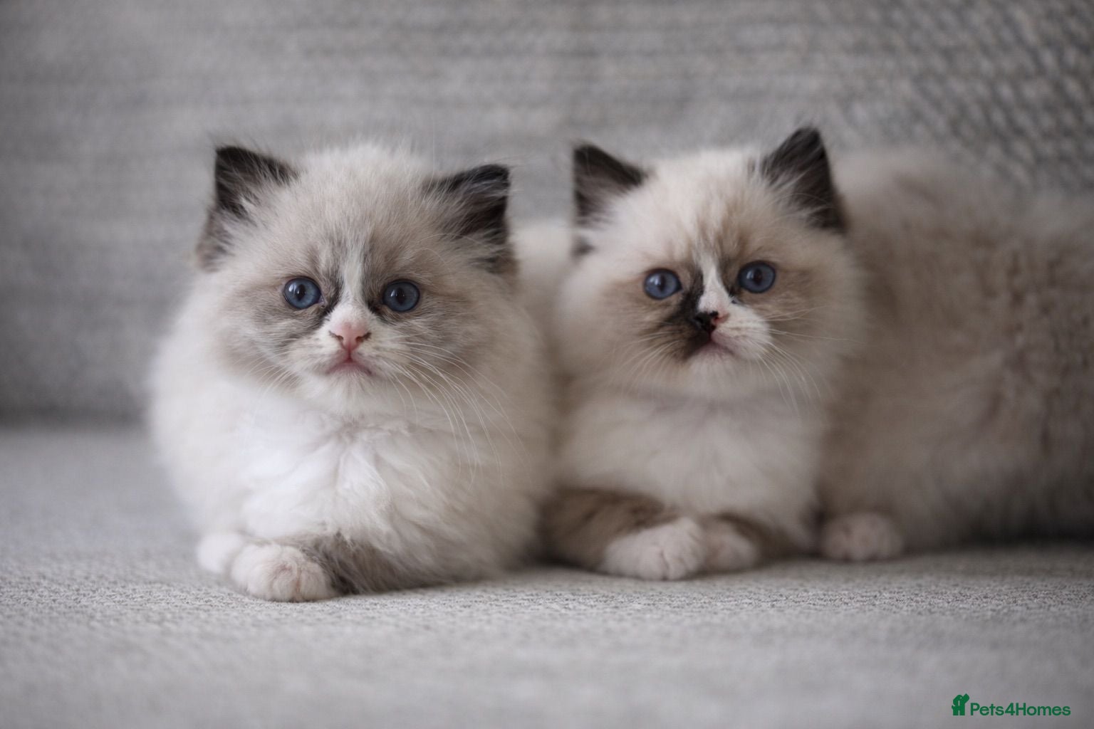 Ragdoll cats Gorgeous Ragdoll Kittens- Well Socialised Family - Advert 1