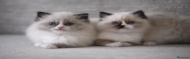 Ragdoll Kittens-Reserved 