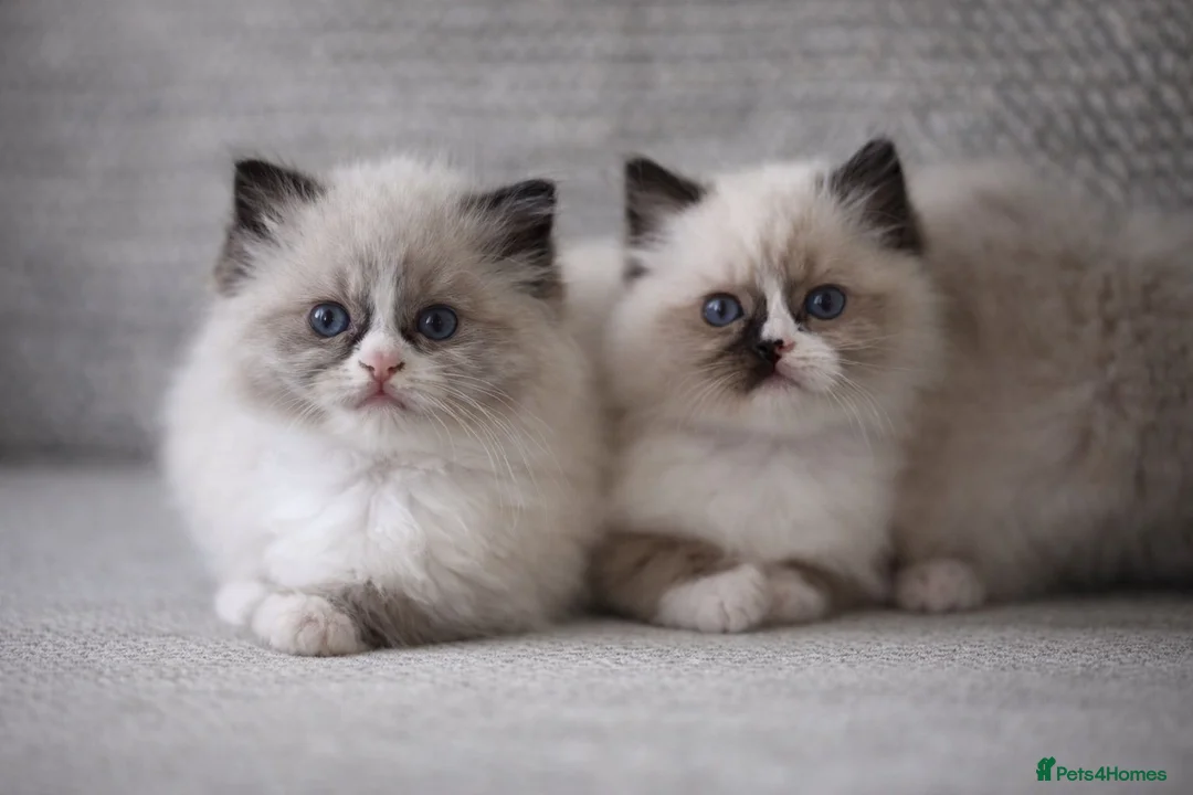 Ragdoll cats for sale: Gorgeous Ragdoll Kittens- Well Socialised Family - Advert 1