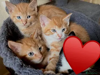 British Shorthair cats 3 Playful Ginger Boys - 8 weeks old. Ready now 🧡 - Advert 5