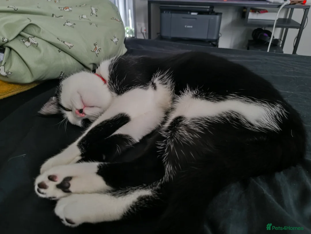 Bengal cats for sale: Tuxedo kitten for sale  - Advert 6