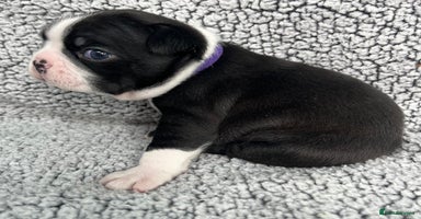 Boston Terrier dogs - Advert 14