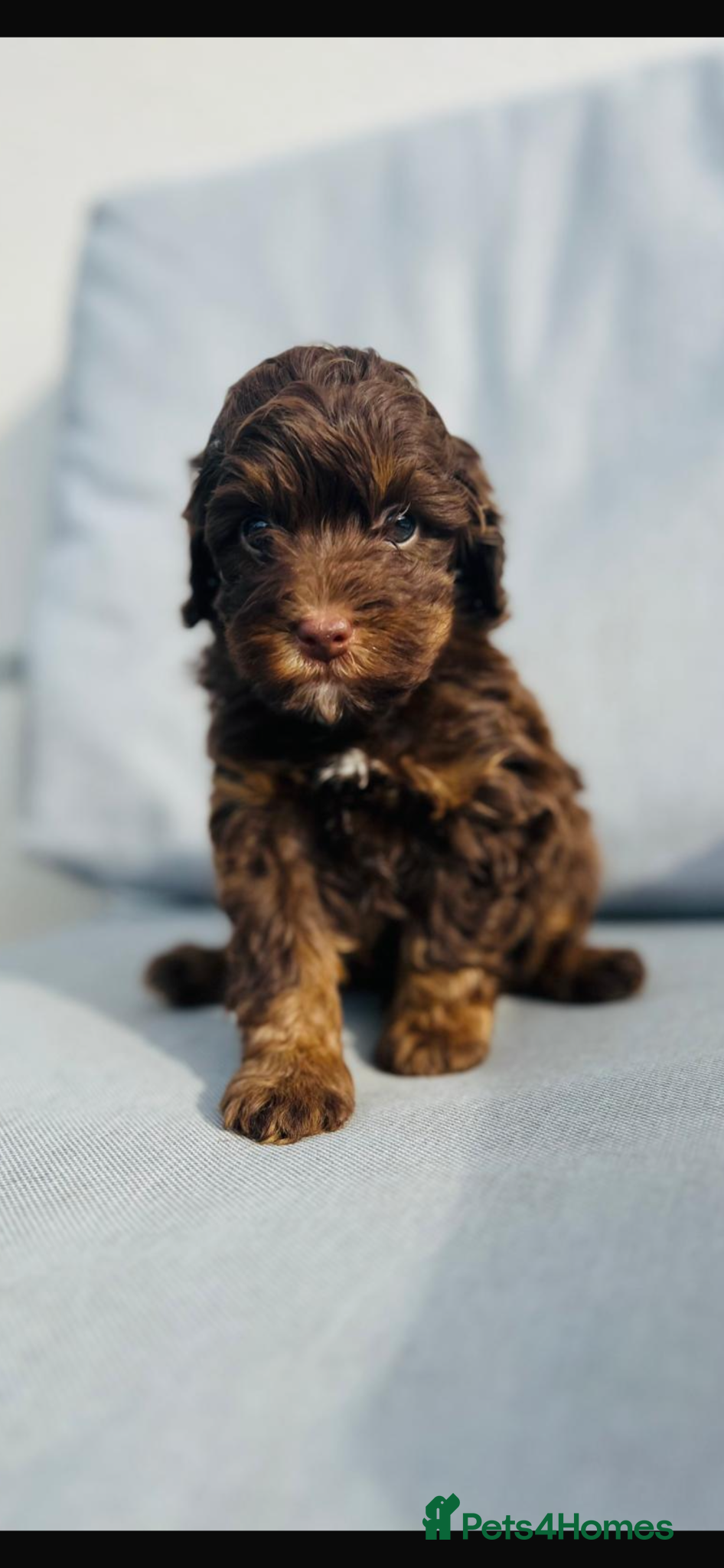 Cockapoo dogs for sale: ** Stunning Healthy F1 Cockapoos ** - Advert 1
