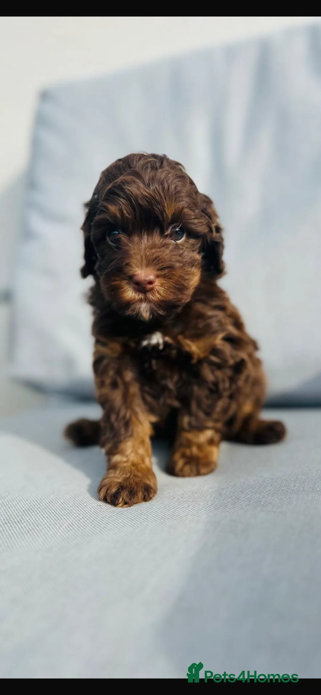 Cockapoo dogs for sale: ** Stunning Healthy F1 Cockapoos ** - Advert 2