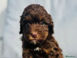 Cockapoo dogs for sale: ** Stunning Healthy F1 Cockapoos ** - Advert 1