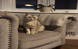 British Shorthair cats for sale: Female British Shorthair - Image 3