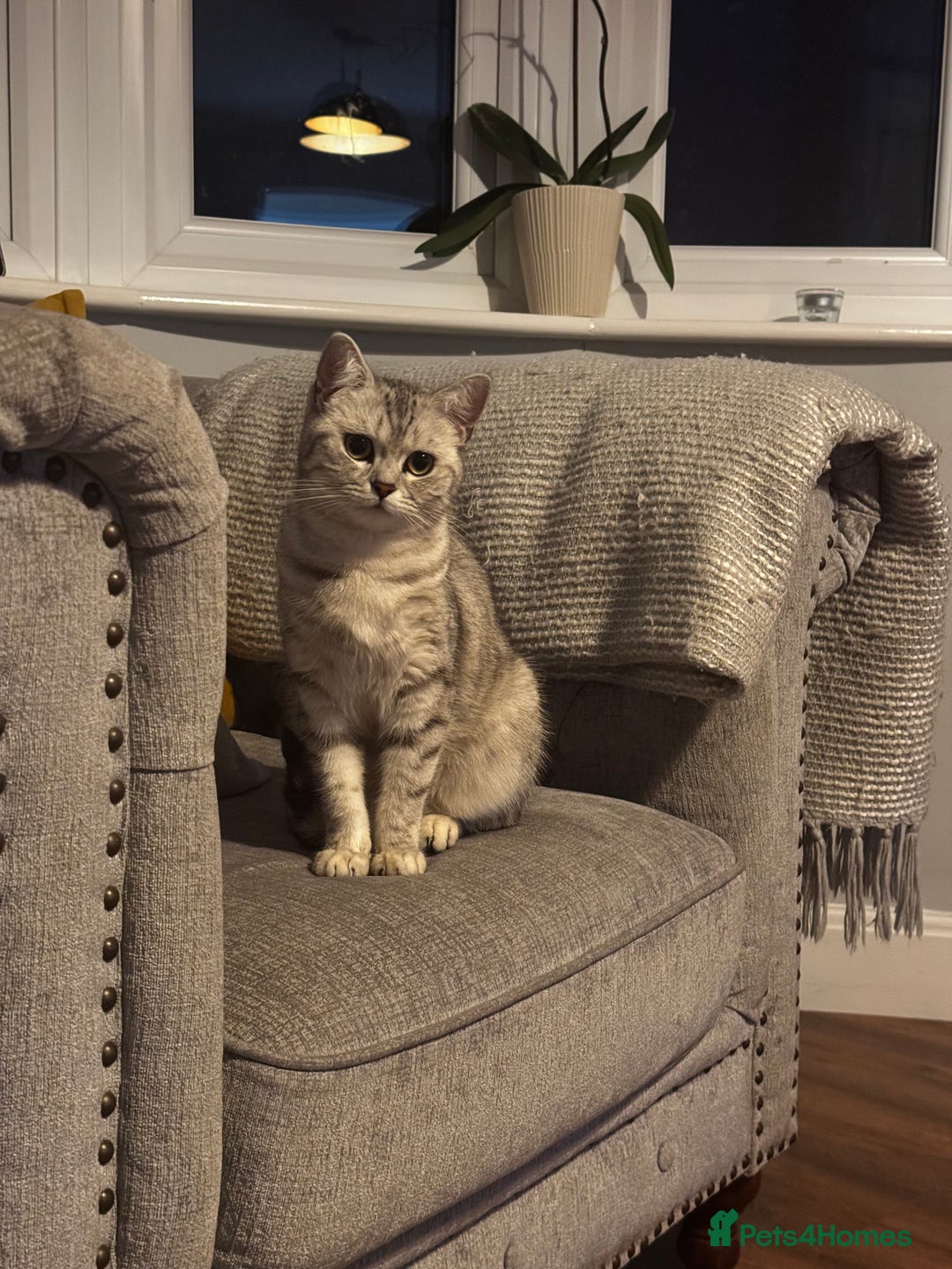 British Shorthair cats for sale: Female British Shorthair - Image 3