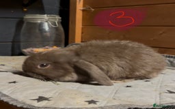Mini Lop rabbits for sale: 8 beautiful friendly baby mini lops  - Image 12