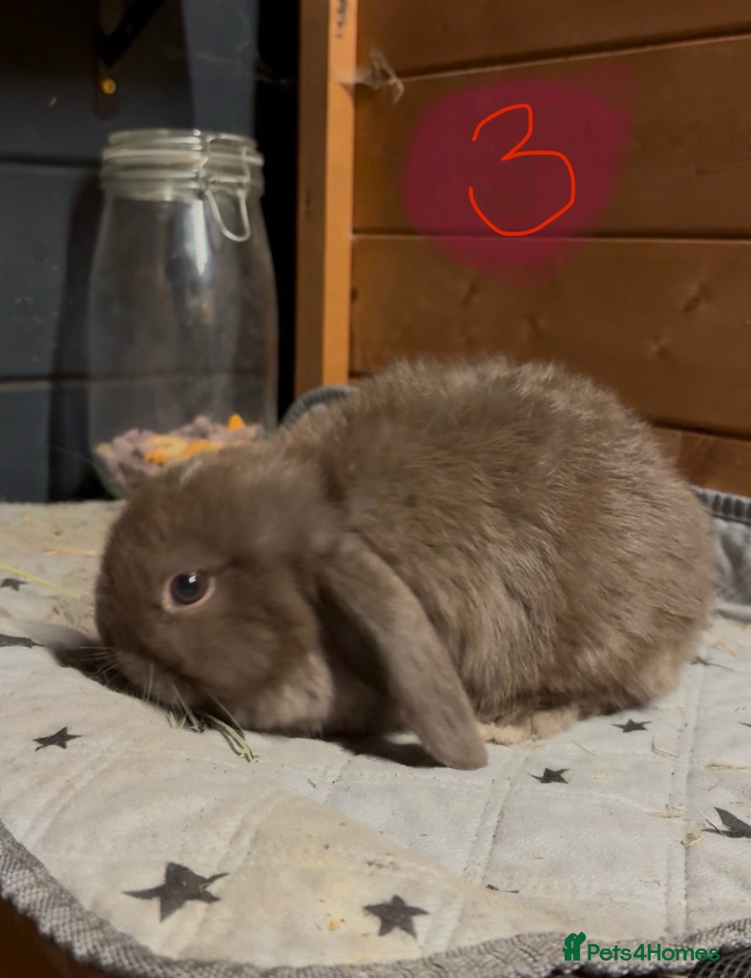 Mini Lop rabbits for sale: 8 beautiful friendly baby mini lops  - Image 12