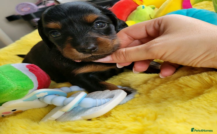 Dachshund dogs - Advert 2