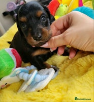 Dachshund dogs - Advert 4