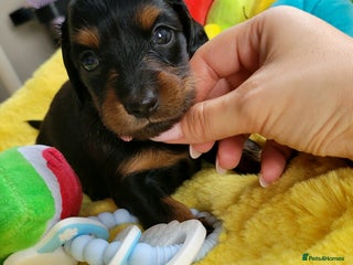 Dachshund dogs KC Miniature Dachshund - Advert 6