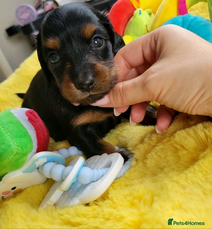 Dachshund dogs - Advert 2