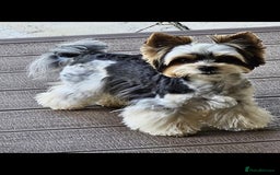 Yorkshire Terrier dogs for sale: One Beautiful Biewer Terrier Boy! - Image 7