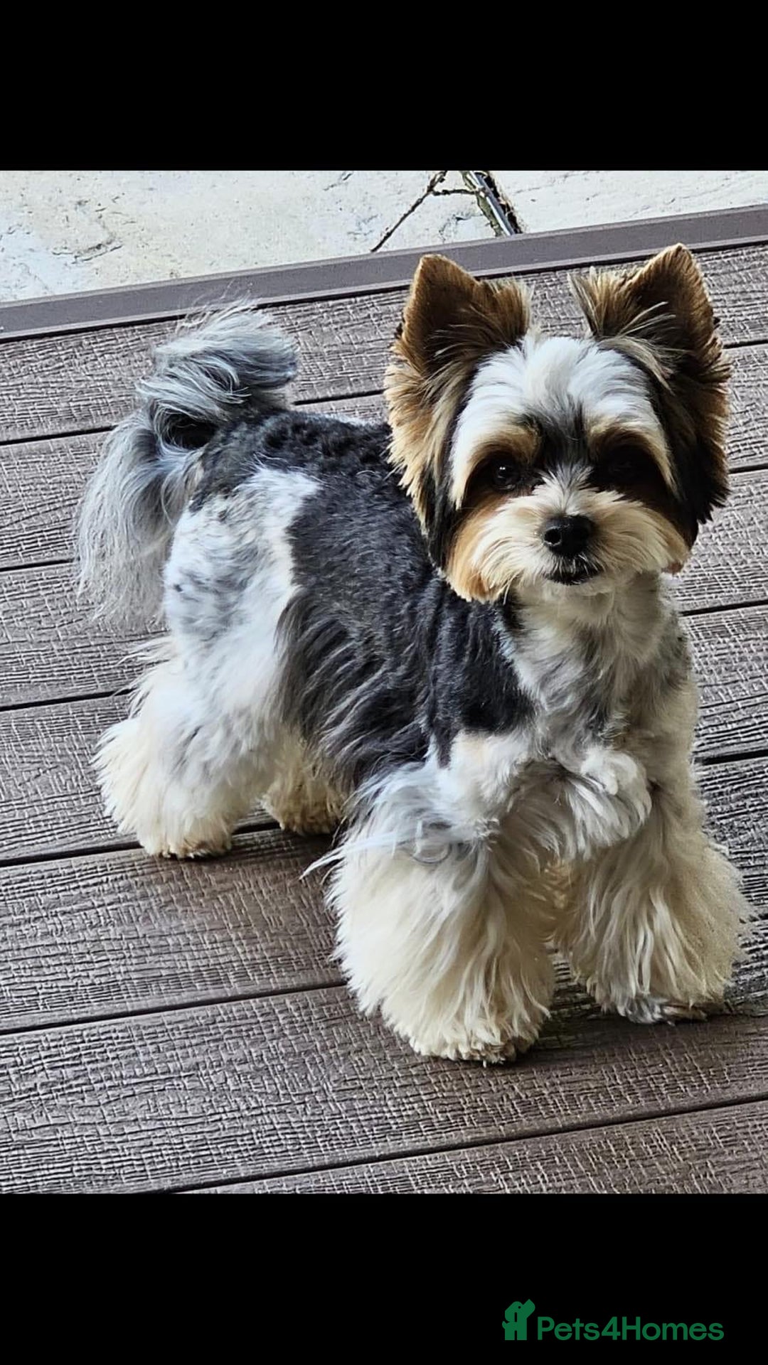 Yorkshire Terrier dogs for sale: One Beautiful Biewer Terrier Boy! - Image 7