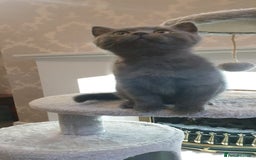 British Shorthair cats for sale: British Shorthair kittens from champion bloodline - Image 8