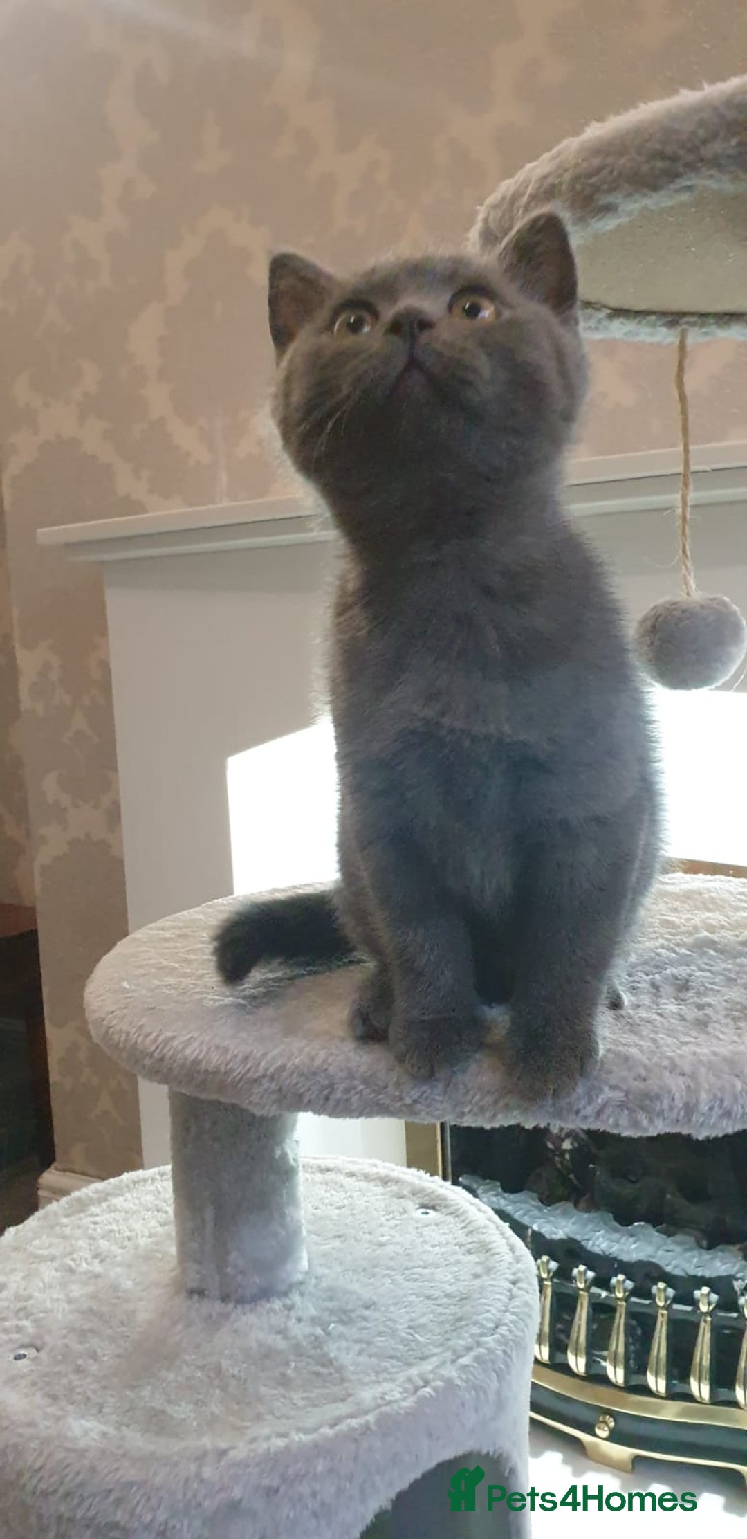 British Shorthair cats for sale: British Shorthair kittens from champion bloodline - Image 8