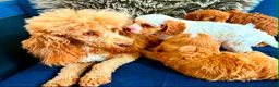 Cavapoo dogs for sale: BEAUTIFUL TOY CAVAPOO PUPPIES! in Bolton - Advert 9