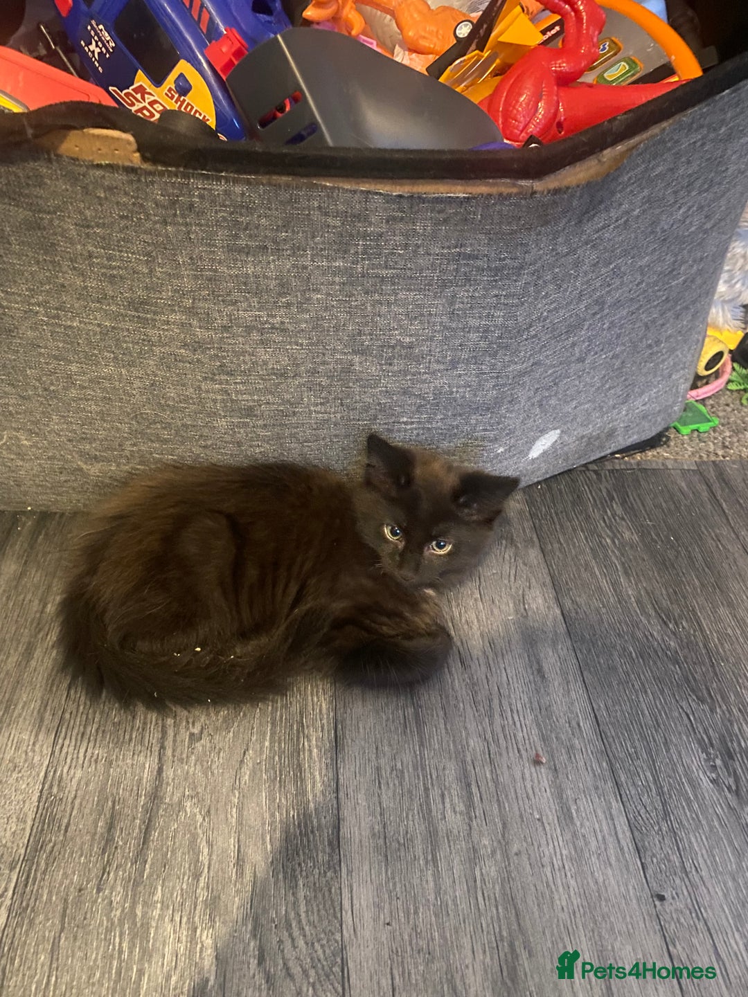 Maine Coon cats for sale: Beautiful male Maine coon cross  - Image 2