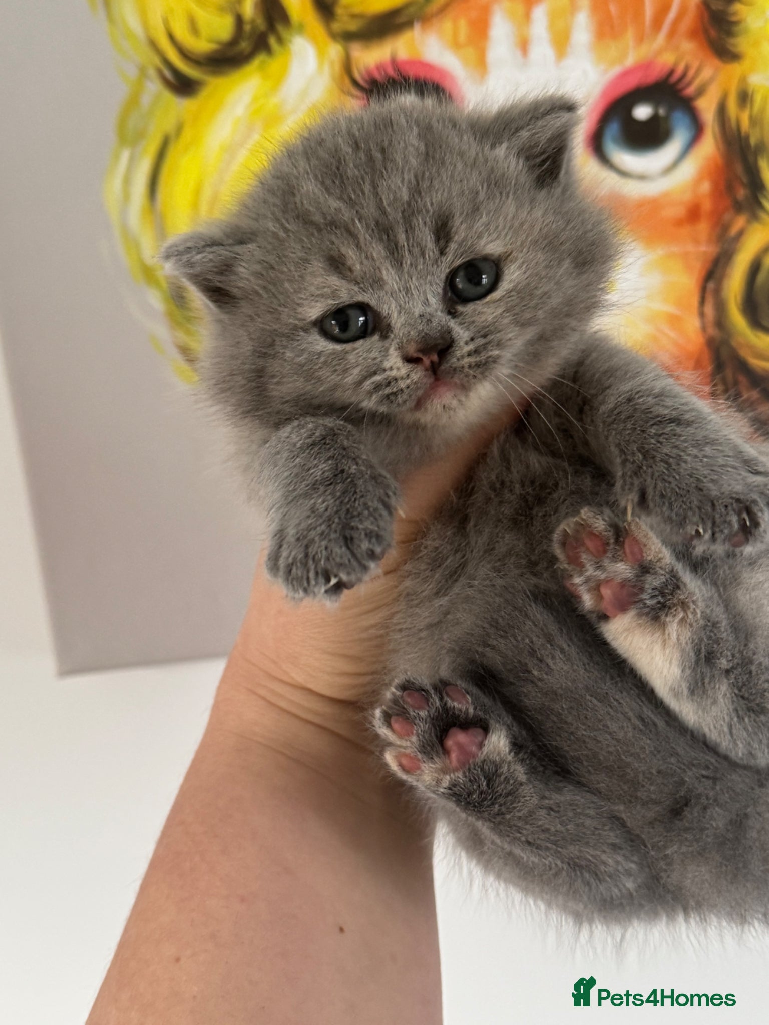 British Shorthair cats BRITISH SHORTHAIR KITTENS AVAILABLE 😻😻😻 - Advert 2