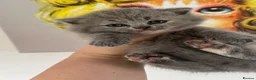 British Shorthair cats for sale: Ready soon BRITISH SHORTHAIR KITTENS😻 - Advert 5