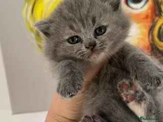 British Shorthair cats BRITISH SHORTHAIR KITTENS AVAILABLE 😻😻😻 - Advert 3