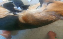 German Shepherd dogs for stud: German shepherd for stud only - Image 1