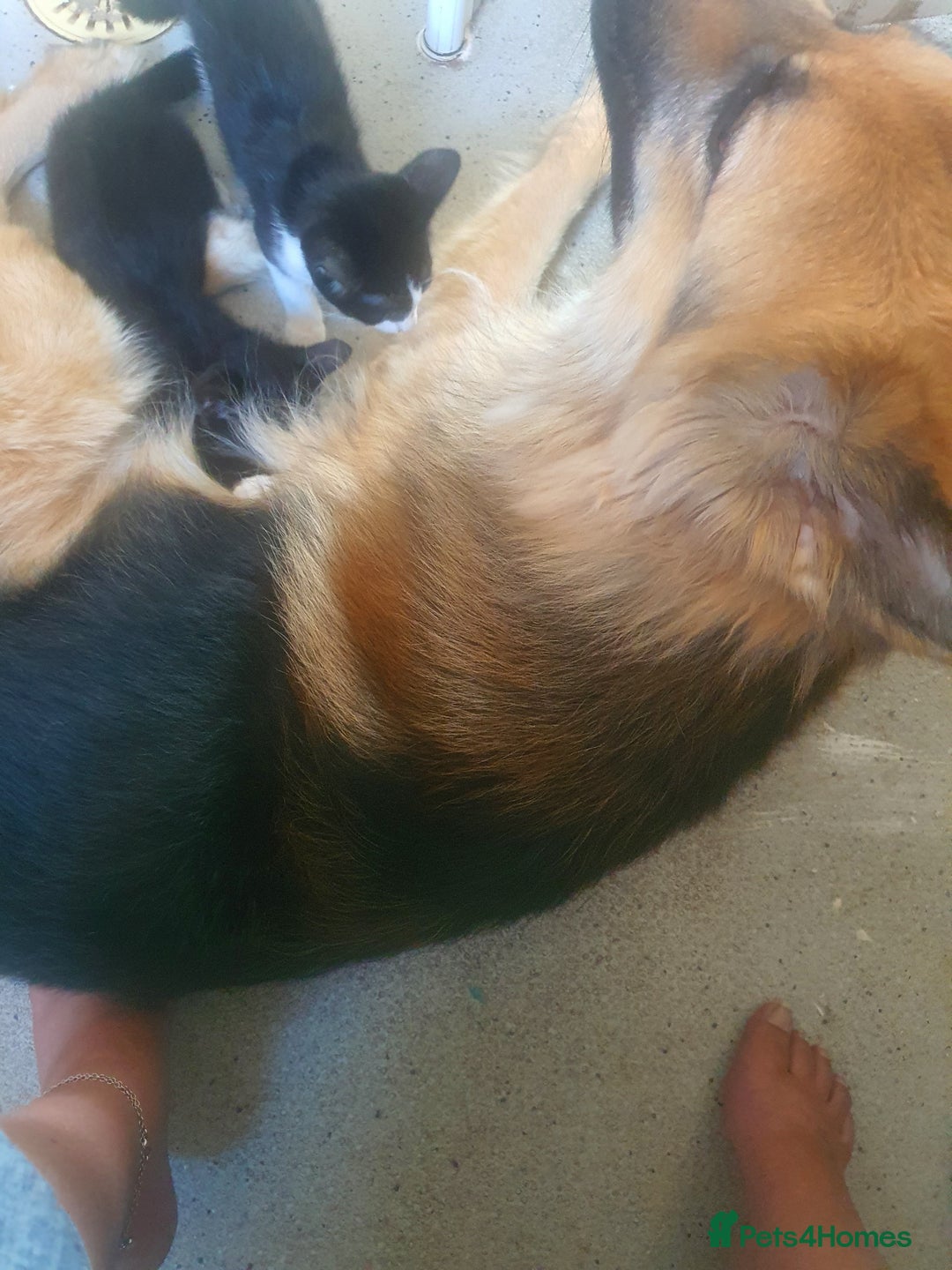 German Shepherd dogs for stud: German shepherd for stud only - Image 1
