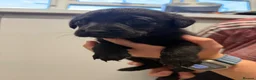 Labrador Retriever dogs for sale: Chunky black Labrador pups 💕 - Advert 3