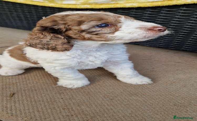 Cockapoo dogs - Advert 3