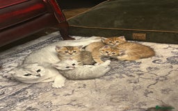 Scottish Fold cats for sale: Exquisite Scottish fold ( straight ears)  - Image 2