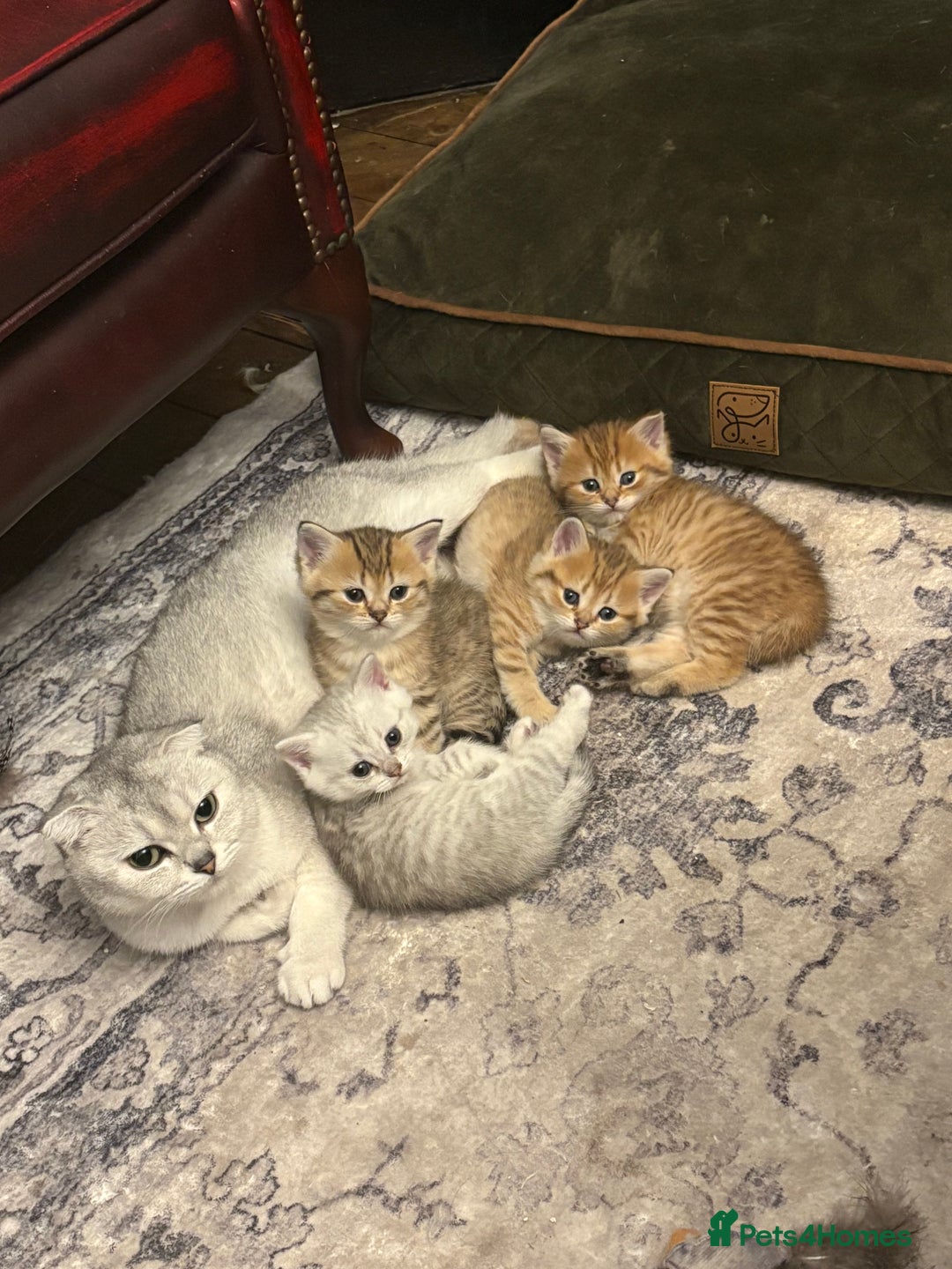 Scottish Fold cats for sale: Exquisite Scottish fold ( straight ears)  - Image 2