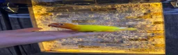 Lovebirds birds for sale:  Lutino Lovebird – Fully Tame & Super Friendly  - Advert 4