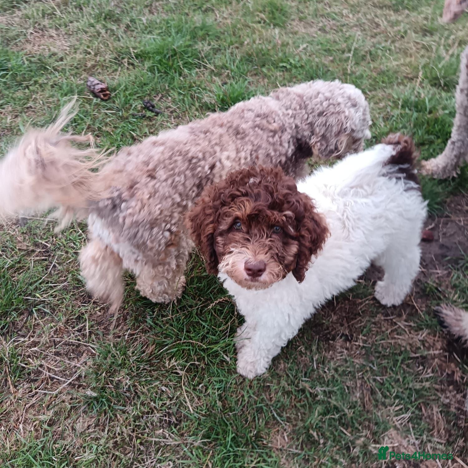 Labradoodle dogs Ready now , first vaccine complete & health check  - Advert 1