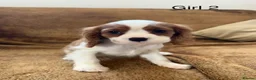 Cavalier King Charles Spaniel dogs for sale: Beautiful Cavalier King Charles Spaniel puppies - Advert 16