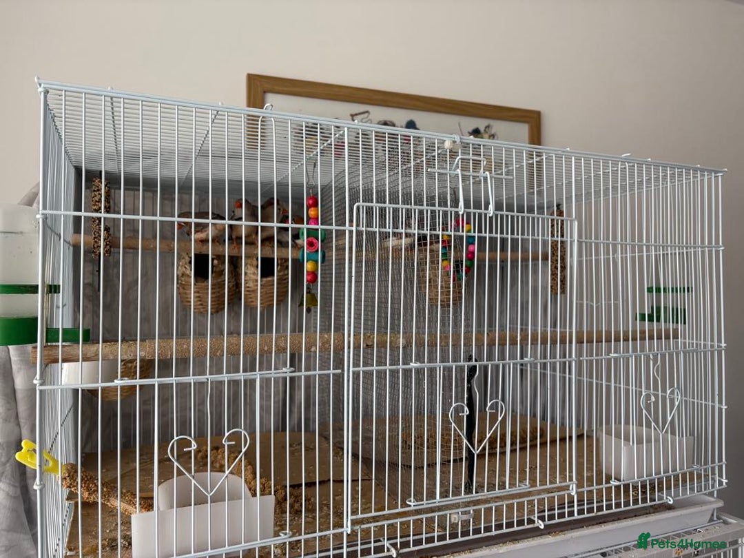 Canaries birds for sale: Bird Cage and Birds - Image 2