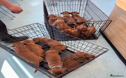 Labrador Retriever dogs for sale: Ready to leave - Exceptional Fox Red Labradors  - Image 3