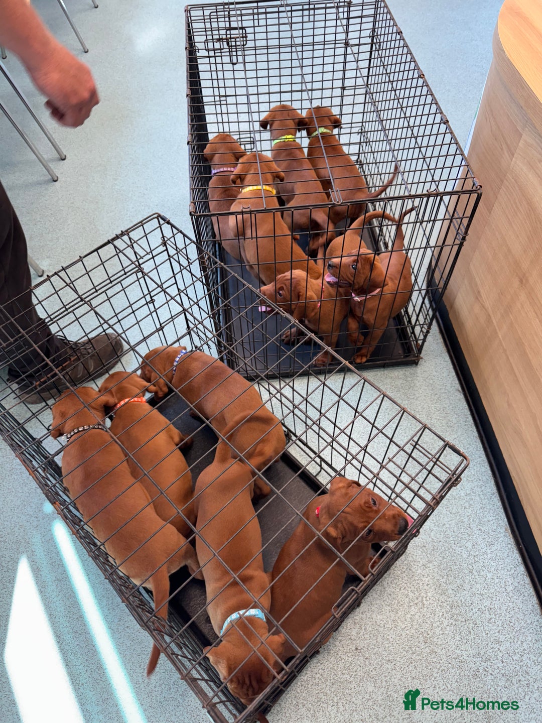 Labrador Retriever dogs for sale: Ready to leave - Exceptional Fox Red Labradors  - Image 3