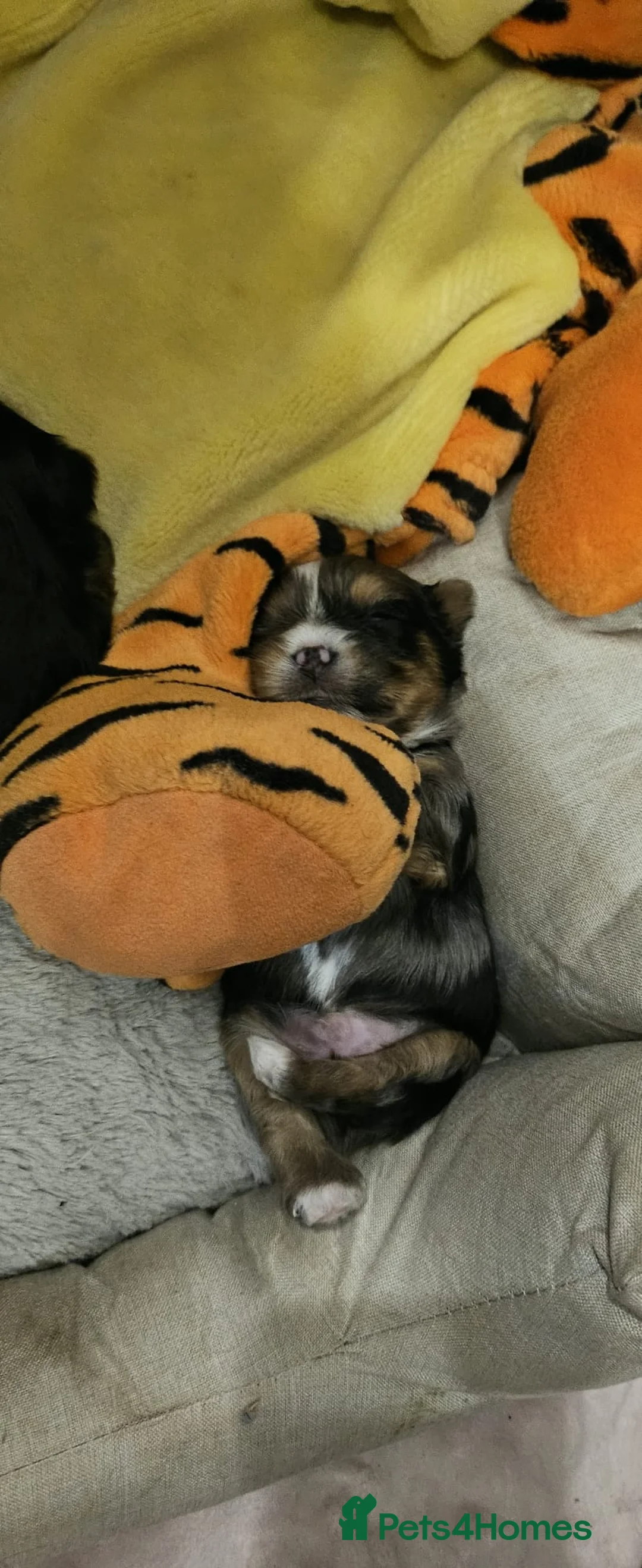 Yorkshire Terrier dogs for sale: Beautiful little Girl 💕Tiny Yorkshire Terrier  - Advert 24