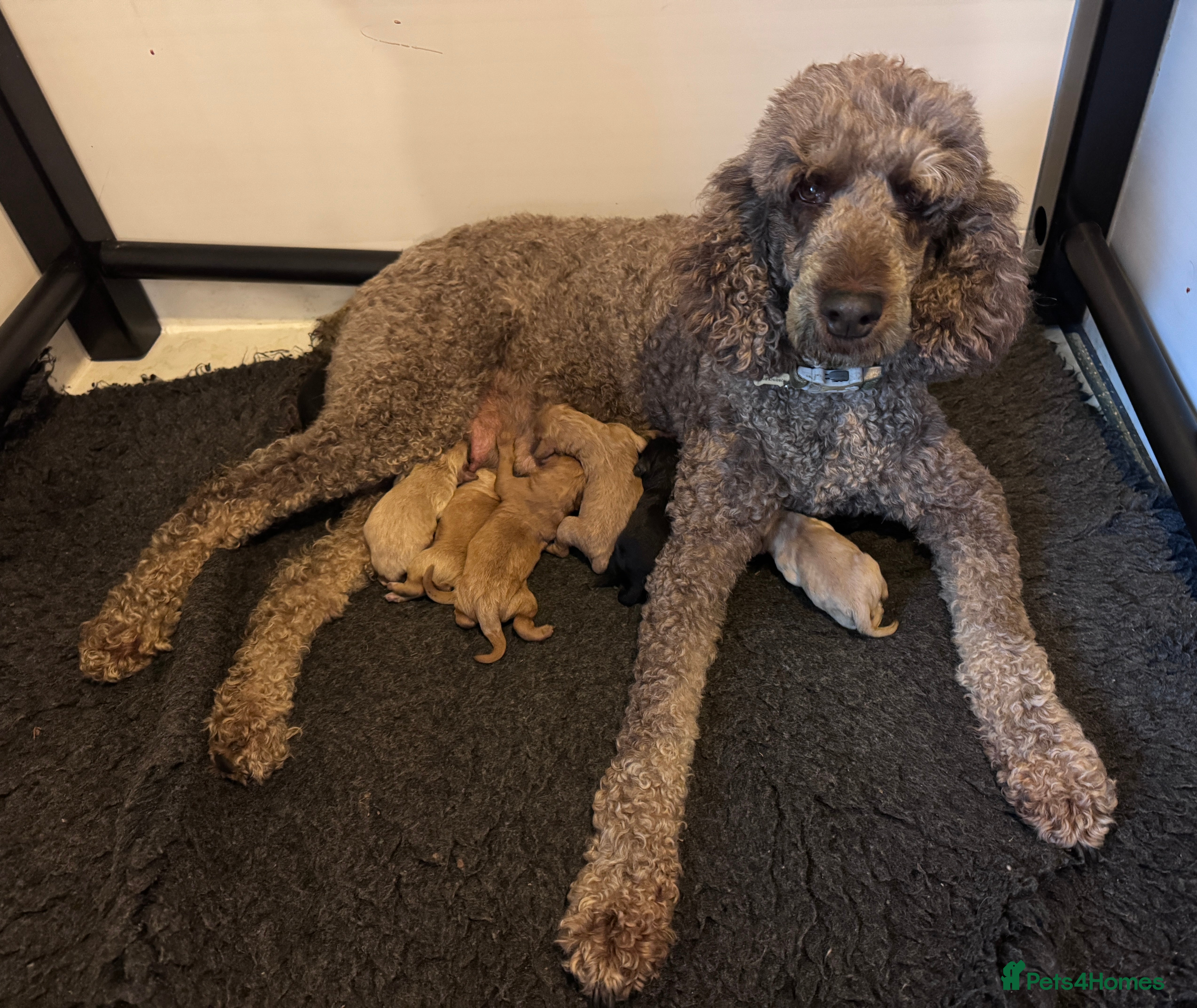 Mixed Breed dogs F1b medium Goldendoodle puppies - Advert 1