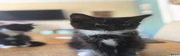 Domestic Shorthair cats for sale: Two little black and white girls - Advert 4