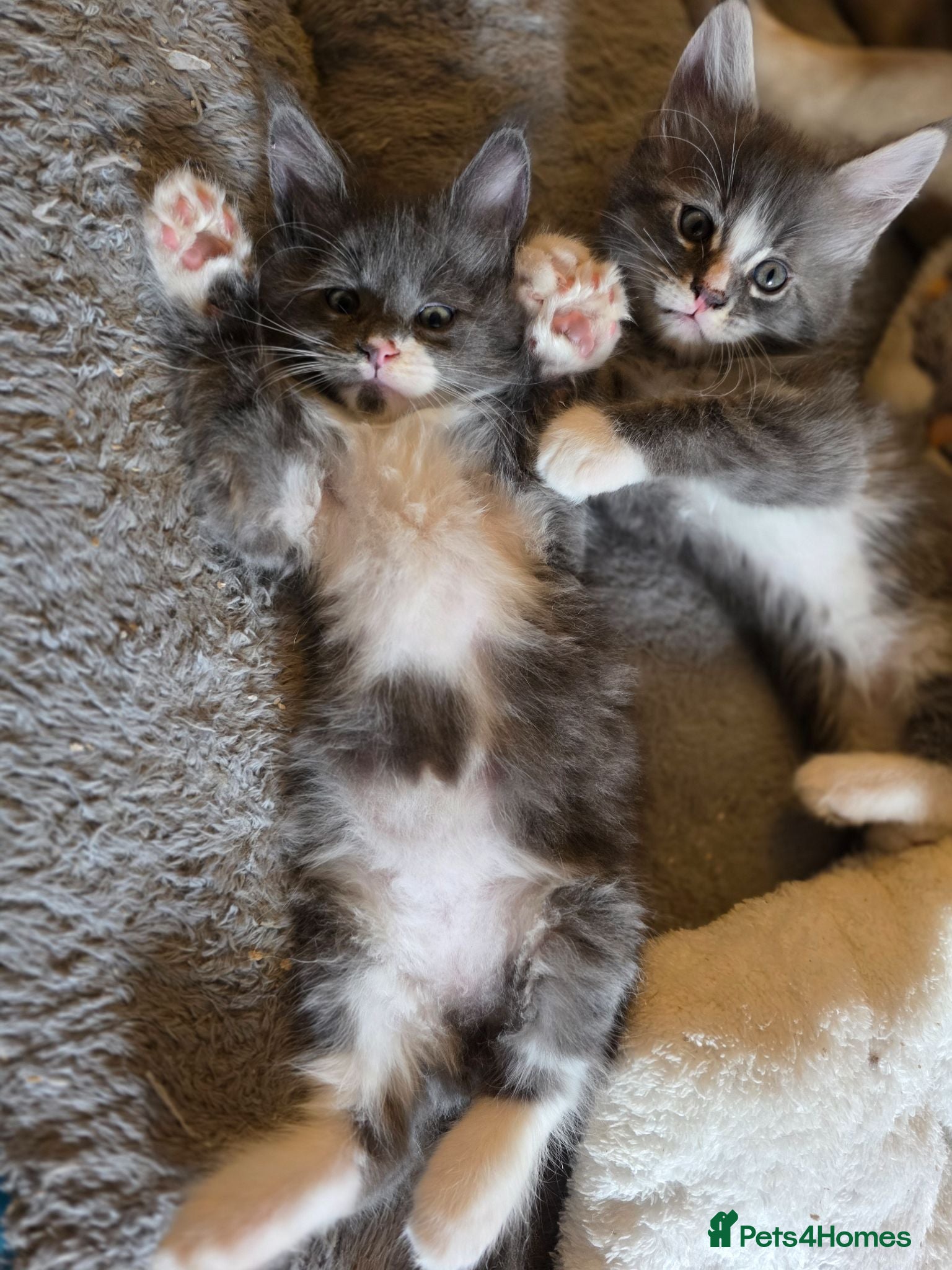 Maine Coon cats  Maine Coon Kittens Champion Bloodline  - Advert 2