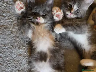 Maine Coon cats Maine Coon Kittens Champion Bloodline - Advert 2
